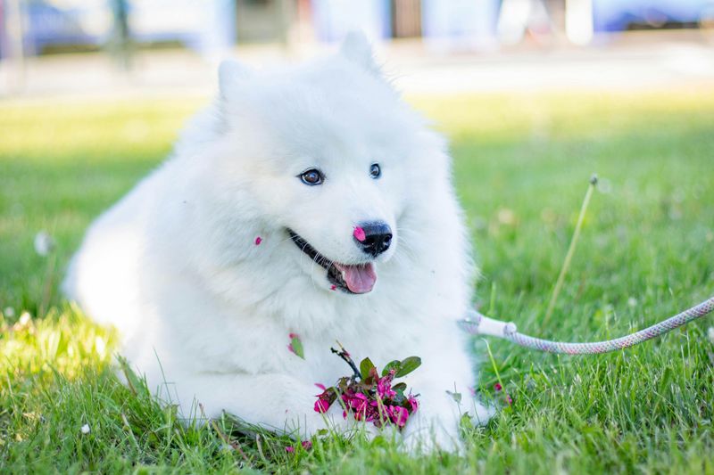 16 Dog Breeds That Look Adorable but Are Surprisingly High-Maintenance 3 Samoyed