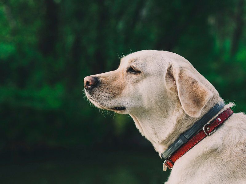 10 Dog Breeds That Naturally Act Like Emotional Support Companions 8 Labrador Retriever