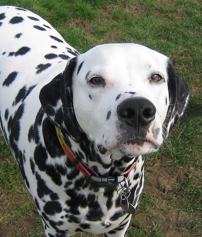 Dalmatian