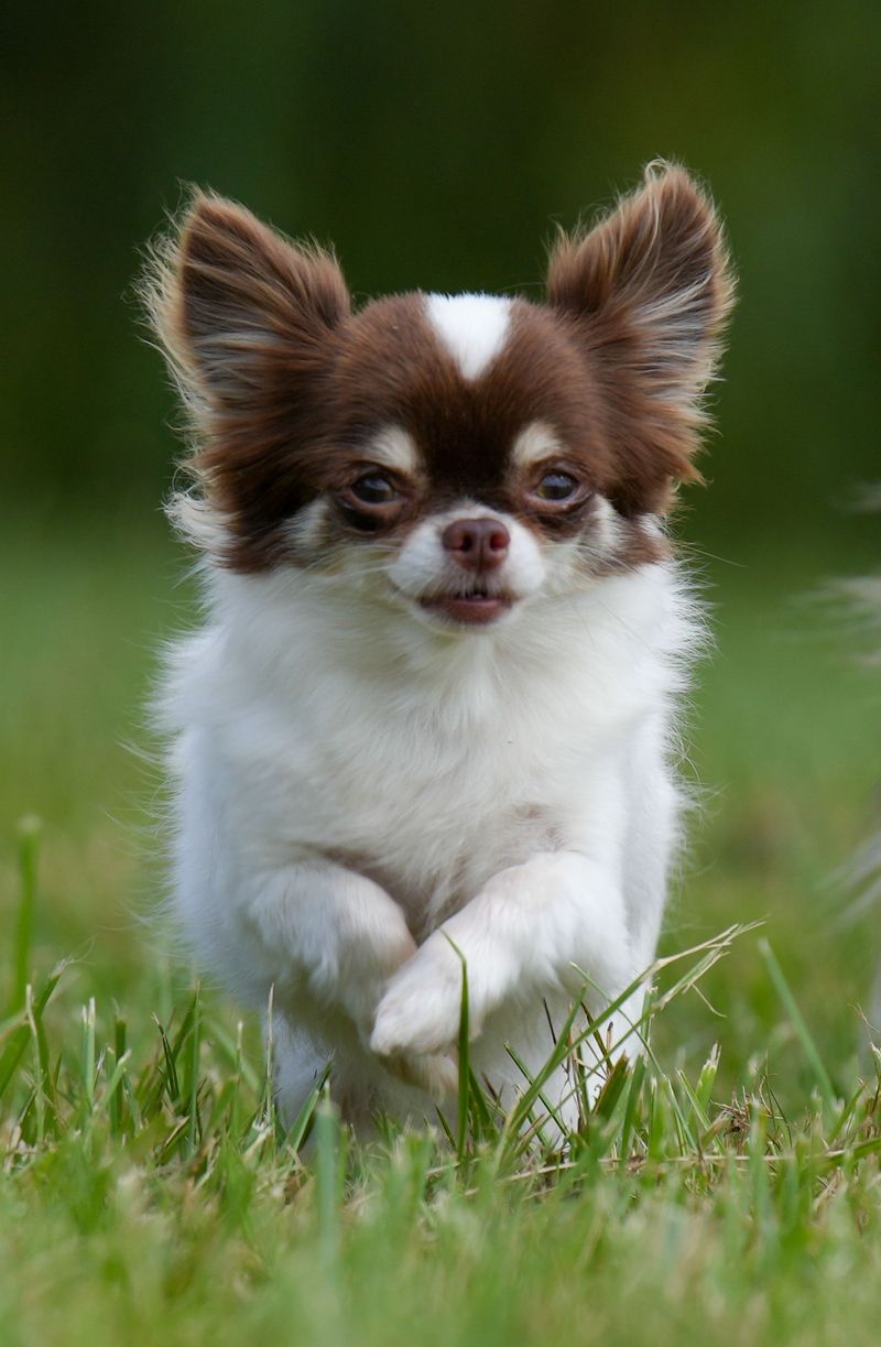 10 dogs whose habits may remind you of someone you know - plus 2 with a more independent streak 9 Chihuahua
