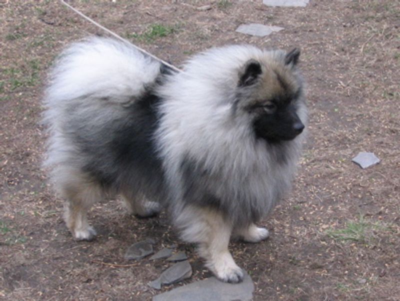 Want a dog that learns tricks in a weekend? Start with these 10 breeds 11 Keeshond