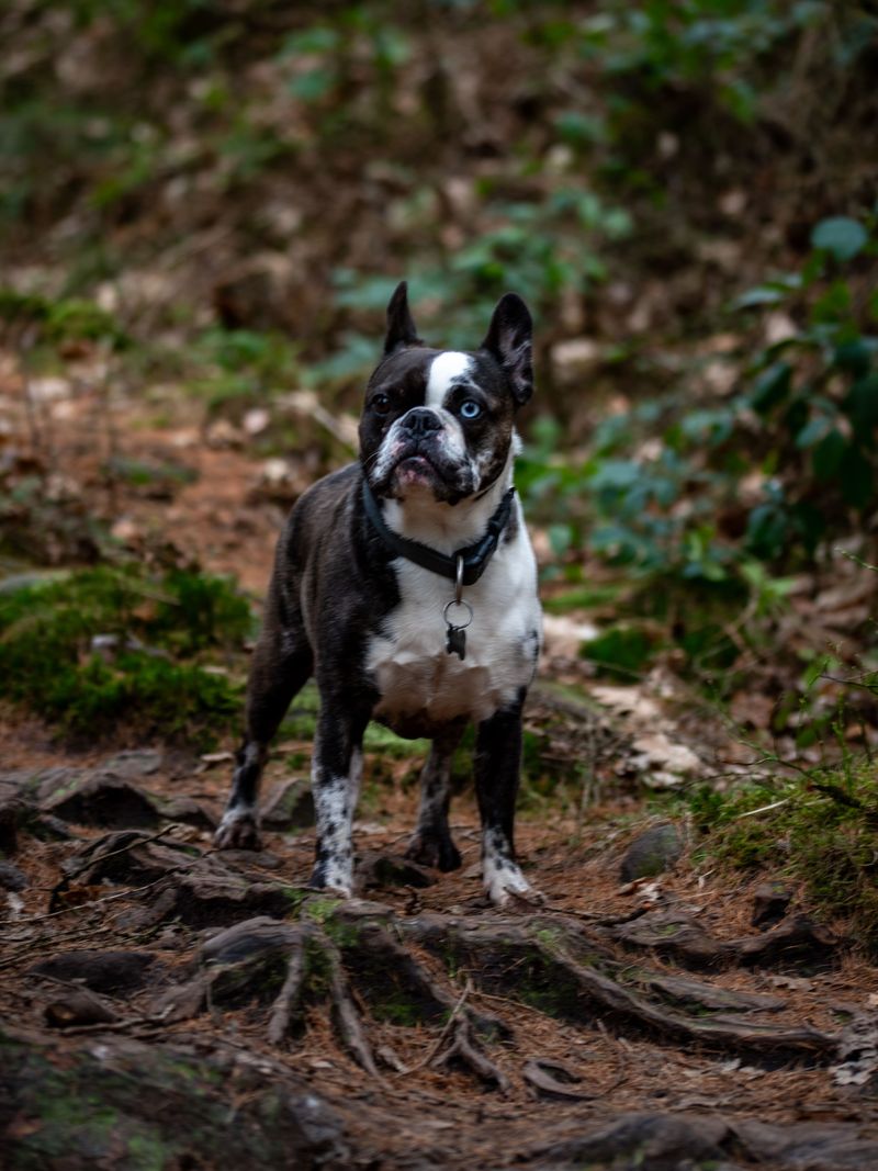 Boston Terrier