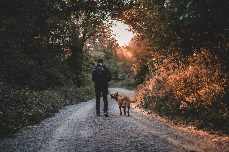 17 Simple Gestures That Strengthen Your Bond with Your Dog 11 Giving Them Time to Explore Freely on Walks