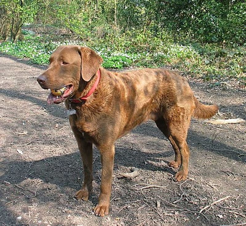 15 dog breeds that look like they belong in a foggy village by the sea 7 Chesapeake Bay Retriever