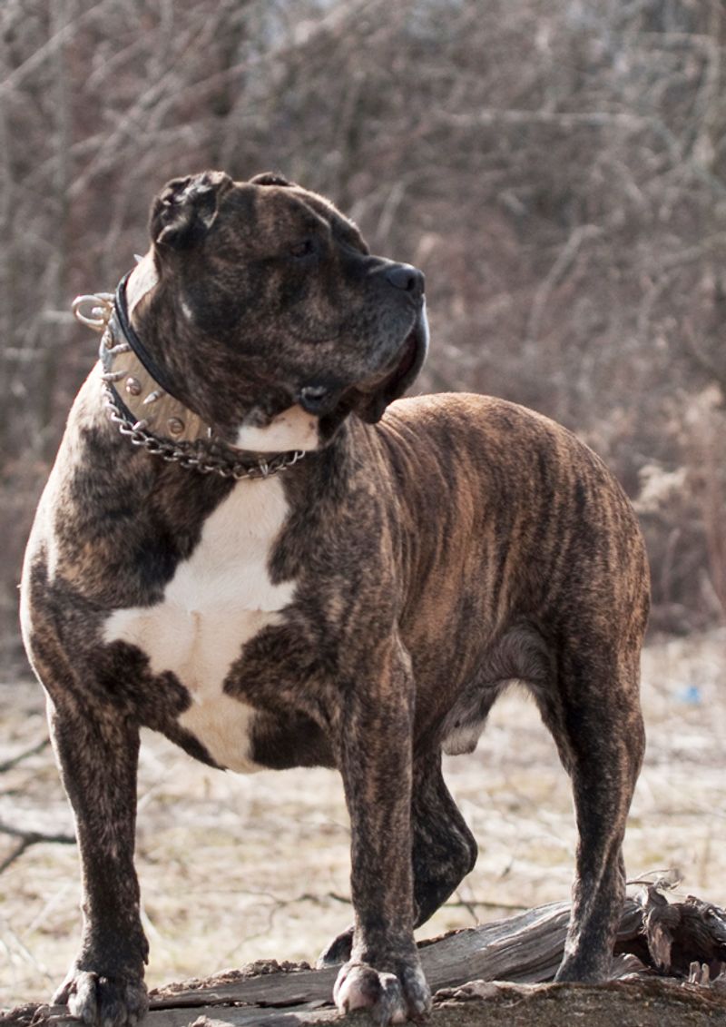 10 powerful dog breeds quietly becoming favorites among people tired of fragile trends 11 Presa Canario