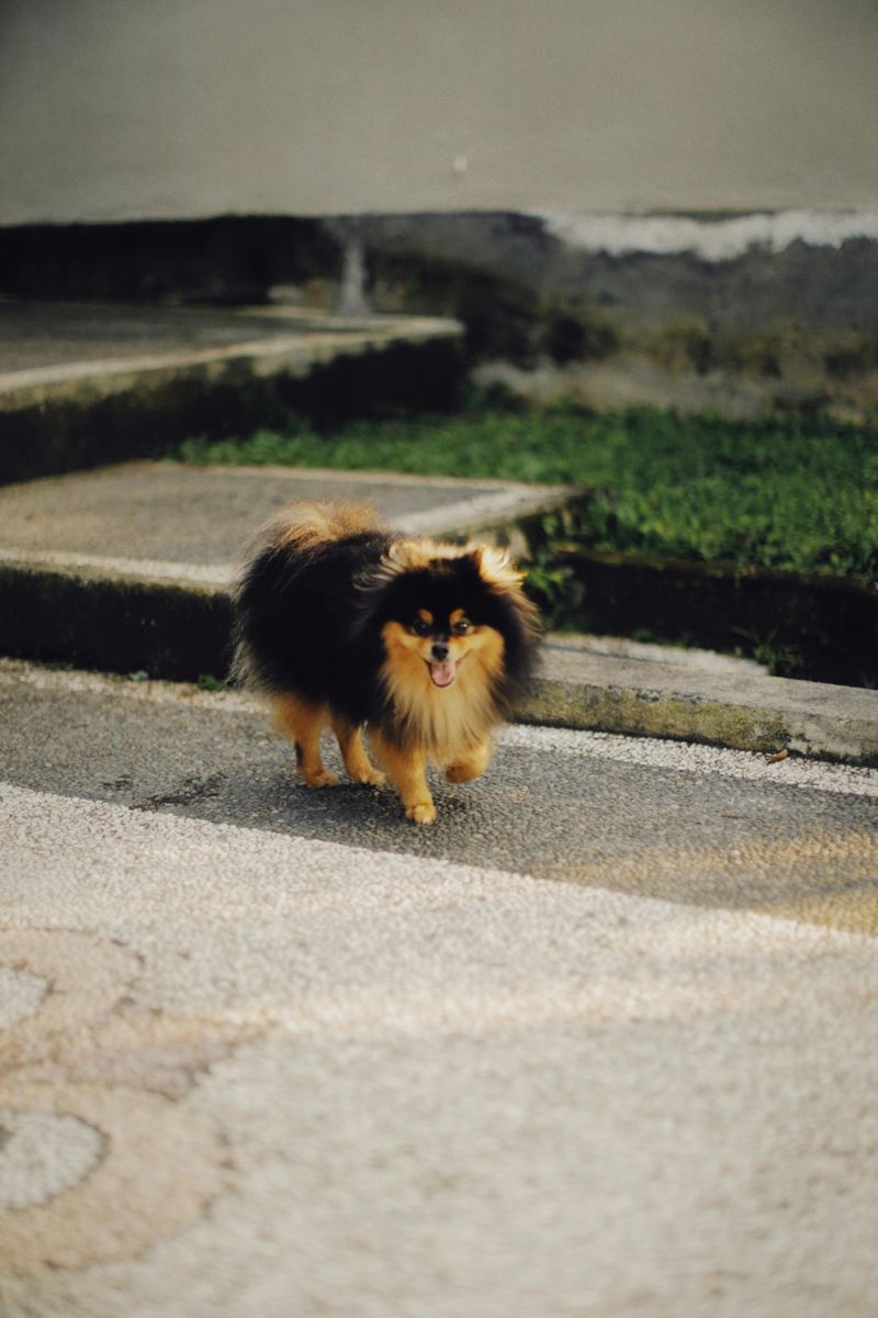 The world’s 15 tiniest dog breeds 4 Pomeranian