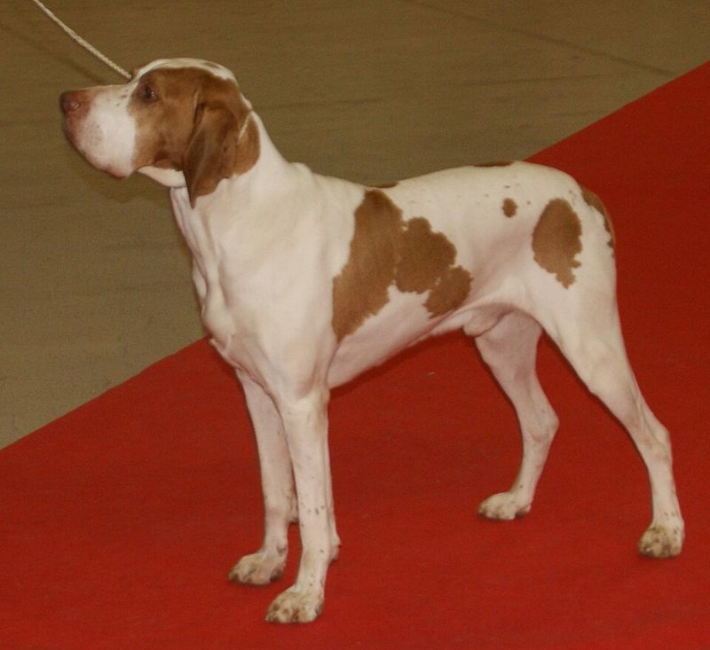 These 11 Dog Breeds Are Quietly Becoming Favorites Among Experienced Owners 10 Ariège Pointer