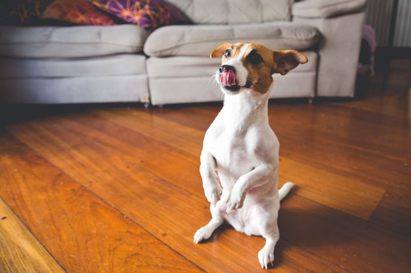 Some dogs enter a room quietly - These 12 breeds can bring the energy with them 8 Jack Russell Terrier