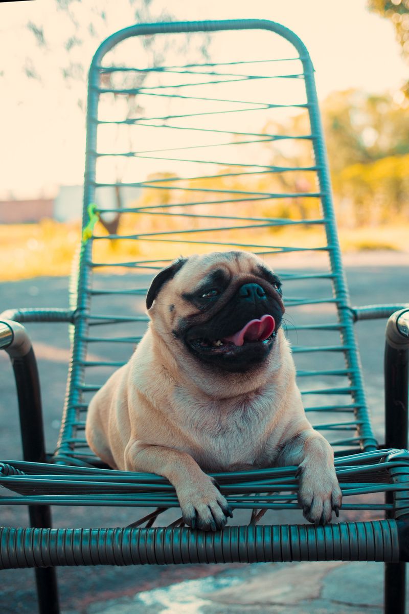 Pug