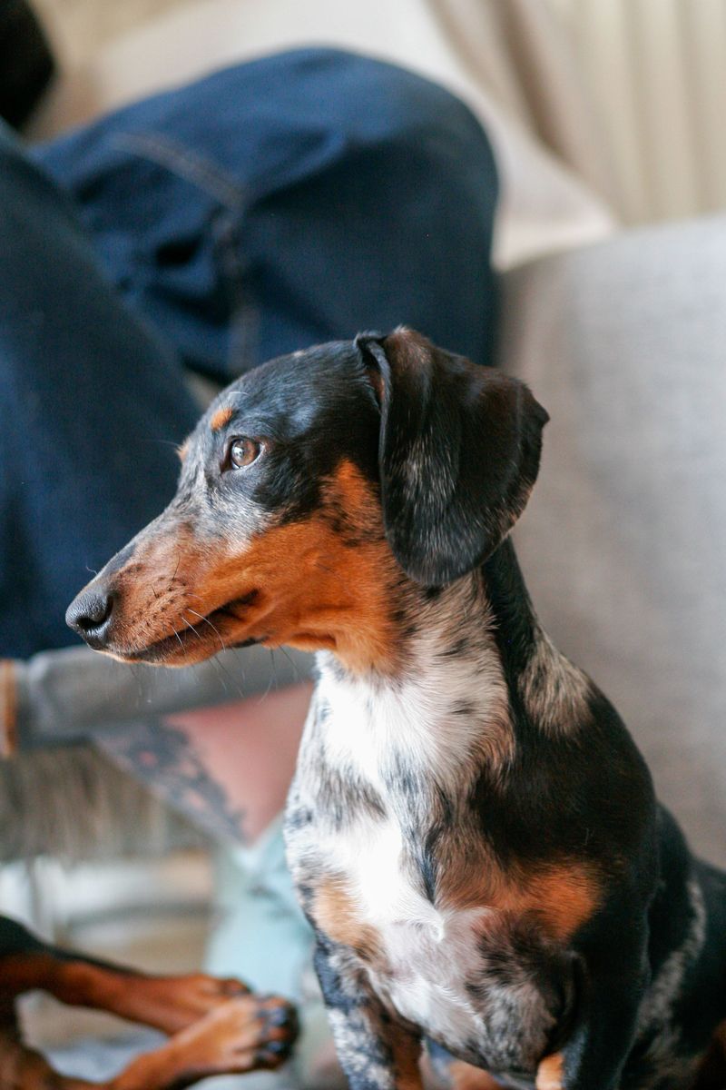 Dachshund