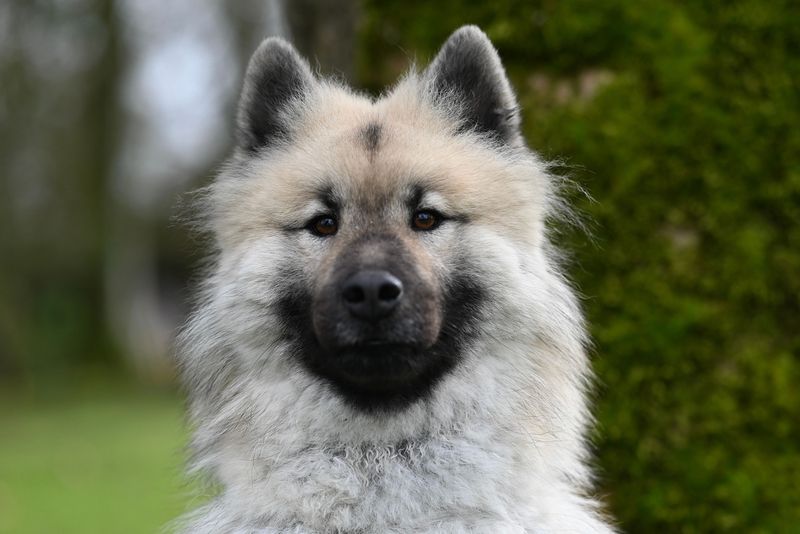 Looking for a confident companion that doesn't need endless space? These breeds deliver 8 Keeshond
