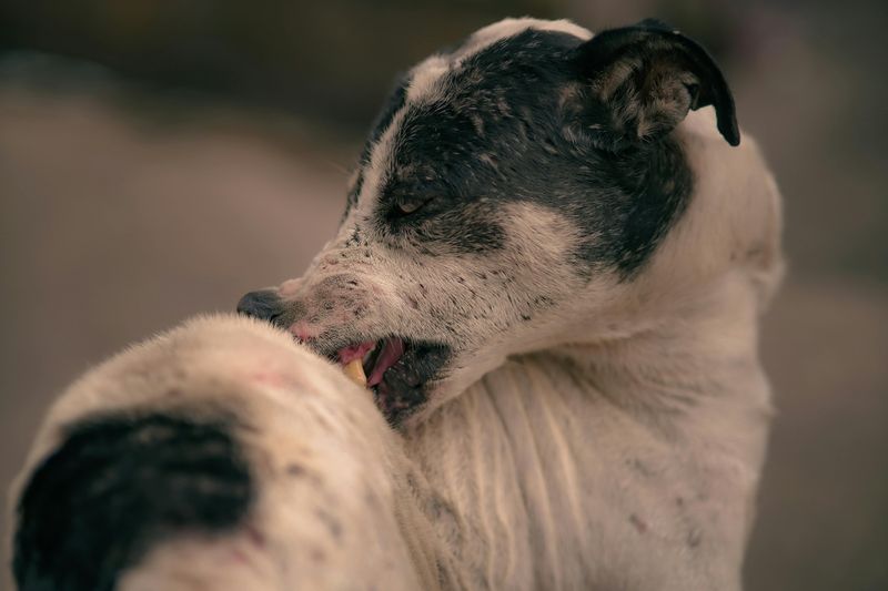 Red or inflamed skin