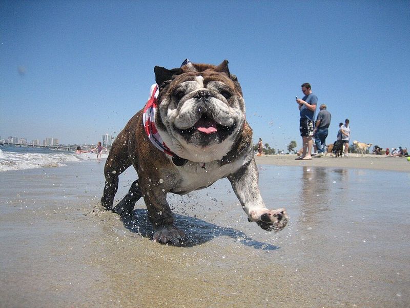 13 top dog breeds you’ll see everywhere in California 7 Bulldog
