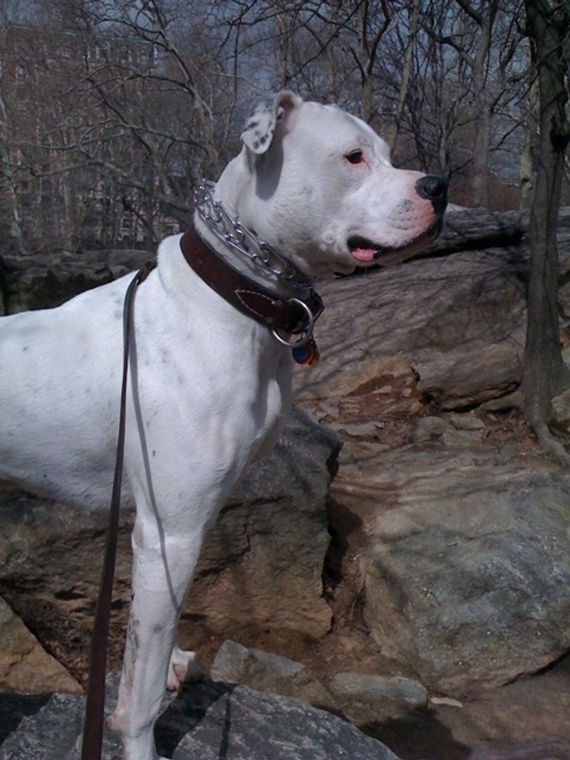 Behind the imposing appearance of these dog breeds is serious working-dog athleticism 10 American Bulldog: Farm Power With a Big Grin