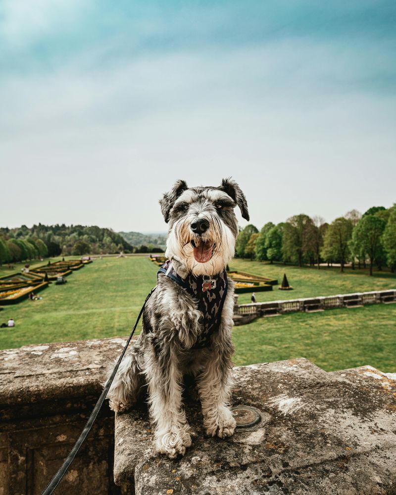 Standard Schnauzer