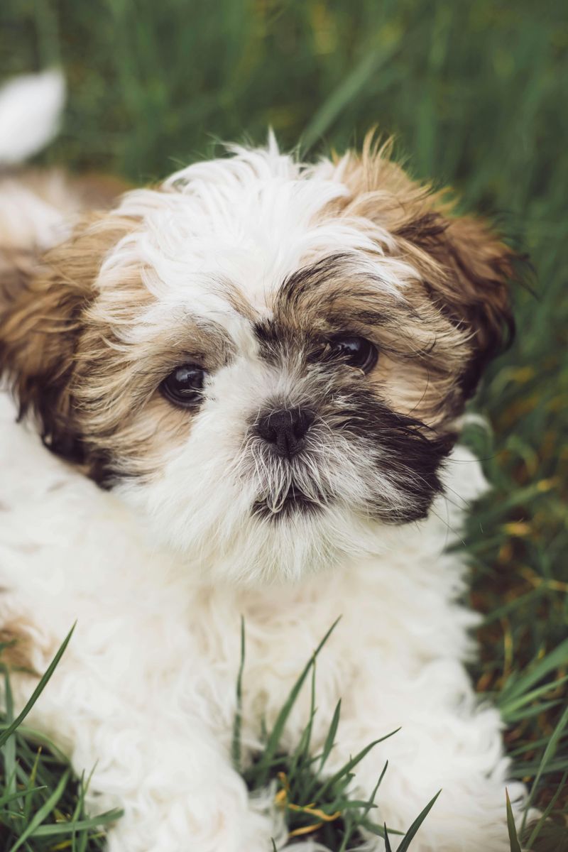 22 Easygoing Dog Breeds Known for Their Gentle Temperaments and Senior Compatibility 4 Shih Tzu