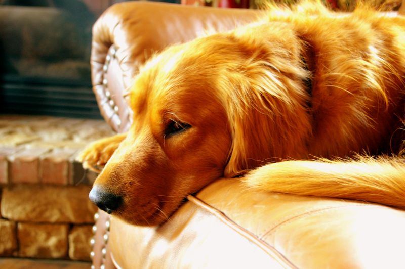 13 Dog Types That Turn Your Sofa Into Their Personal Throne 10 Golden Retriever