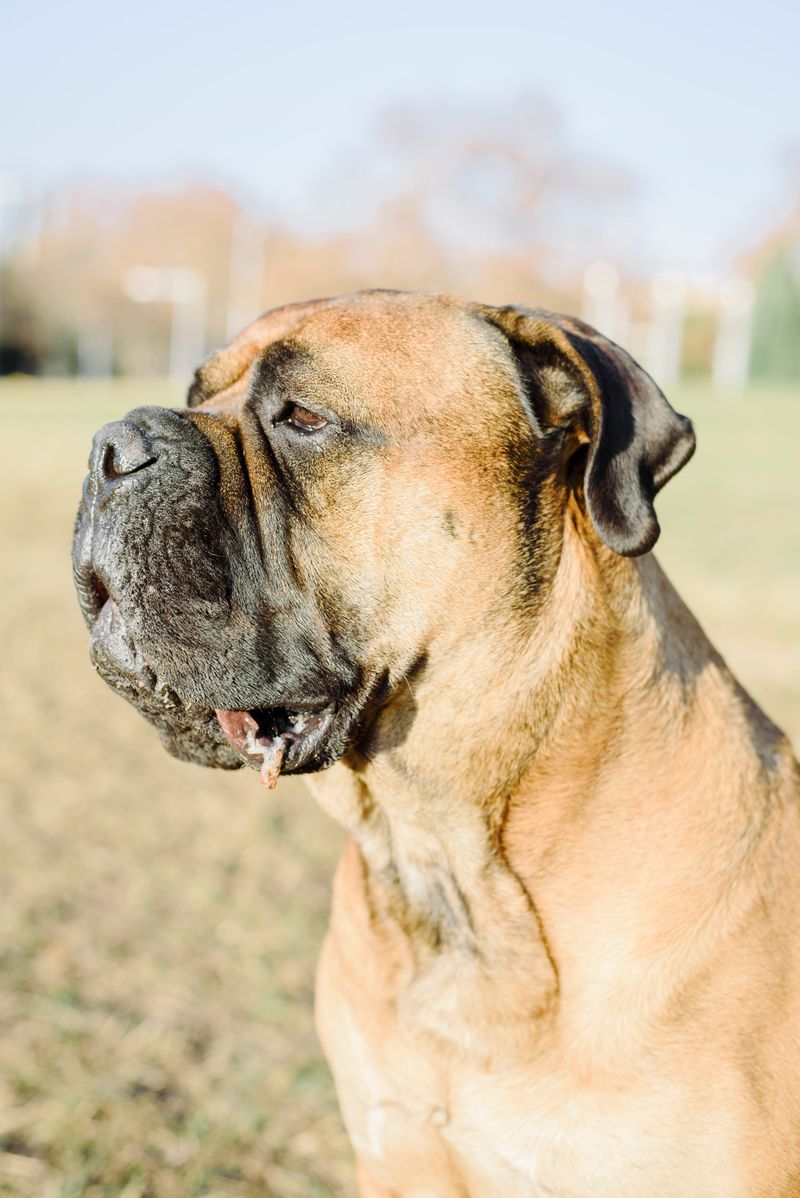 Bullmastiff - The gentle wall