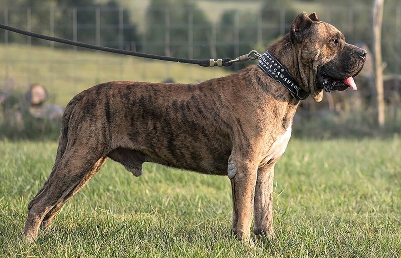 17 Guard Dog Breeds in America Ranked by Data 18 Presa Canario