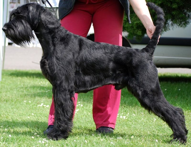 Looking for steady confidence instead of nonstop energy? Start with these dog breeds 8 Giant Schnauzer