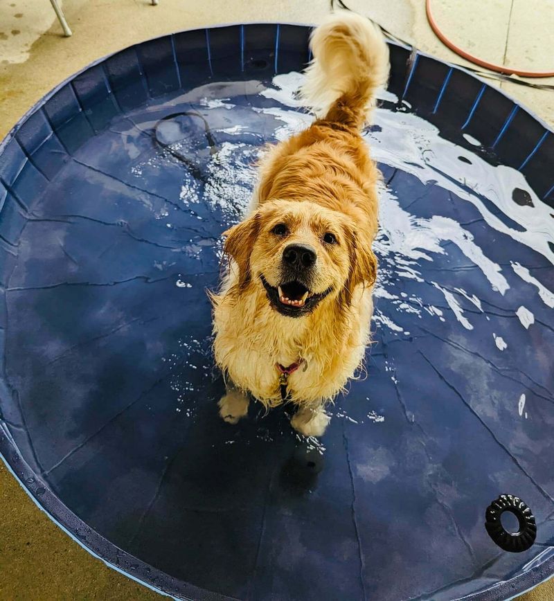 11 Small Training Changes That Make Dogs Calm Down Faster 8 Ending Exciting Games Before Overarousal Peaks