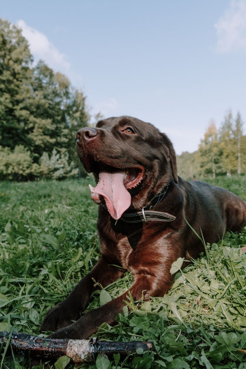 Moving, new family members, or a new routine? These 11 dog breeds often adapt with ease 2 Labrador Retriever