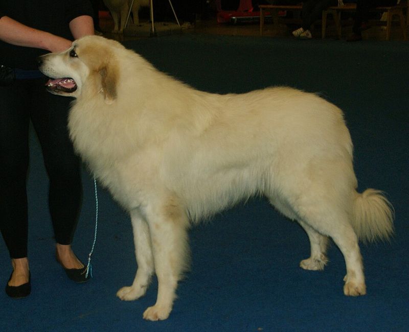 Great Pyrenees