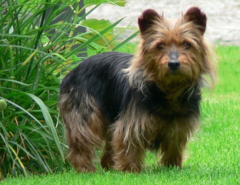 Small body, extraordinary brain - These 15 dog breeds outsmart dogs twice their size 14 Australian Terrier