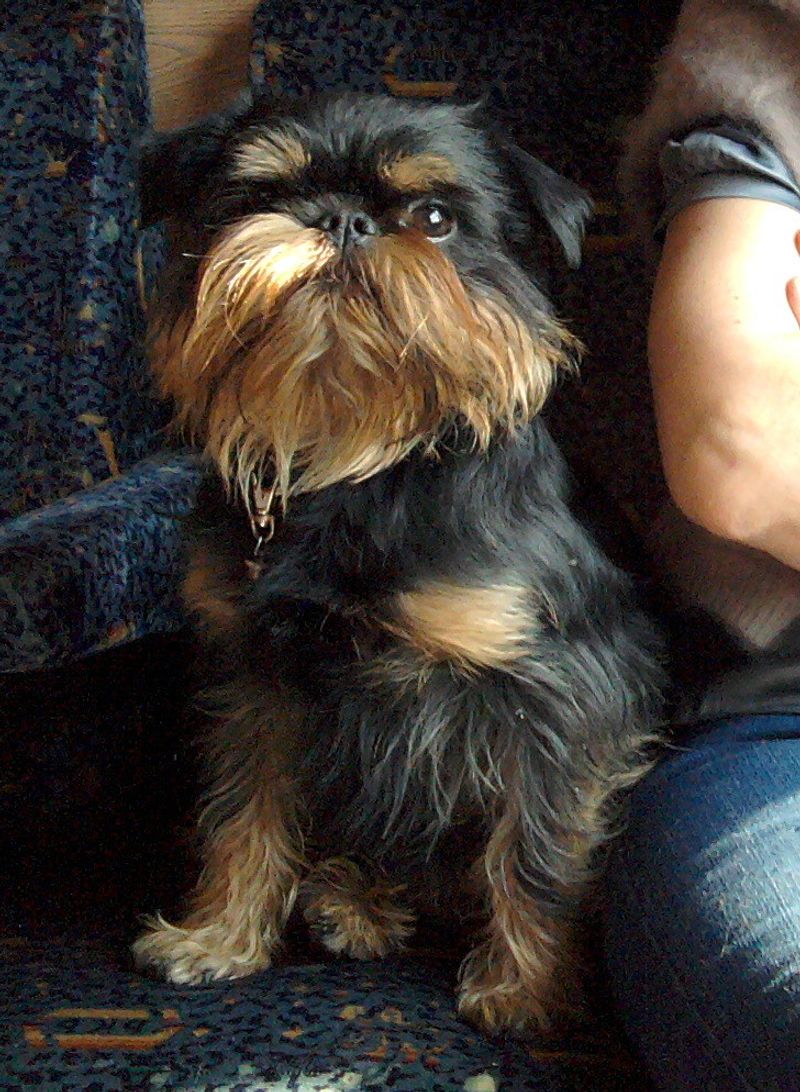 25 Dog Breeds That Need Extra Care in Cold Weather 24 Brussels Griffon