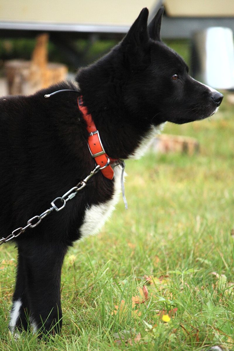 These 13 dogs aren’t big on snuggles 13 Karelian Bear Dog