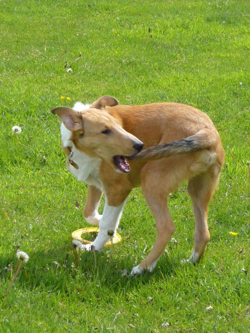 Chasing their own tail