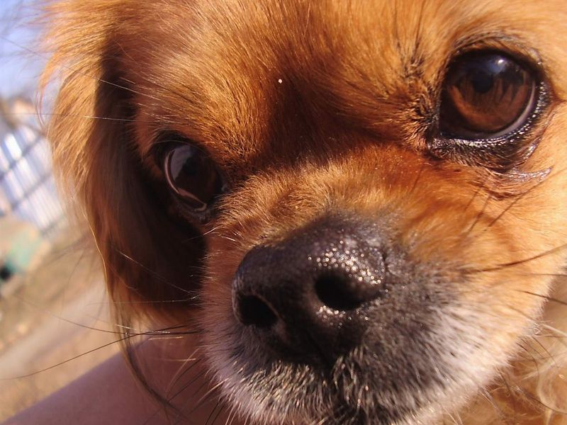 27 Gentle Dog Breeds Perfect for Learning the Joys of Dog Ownership 25 Pekingese