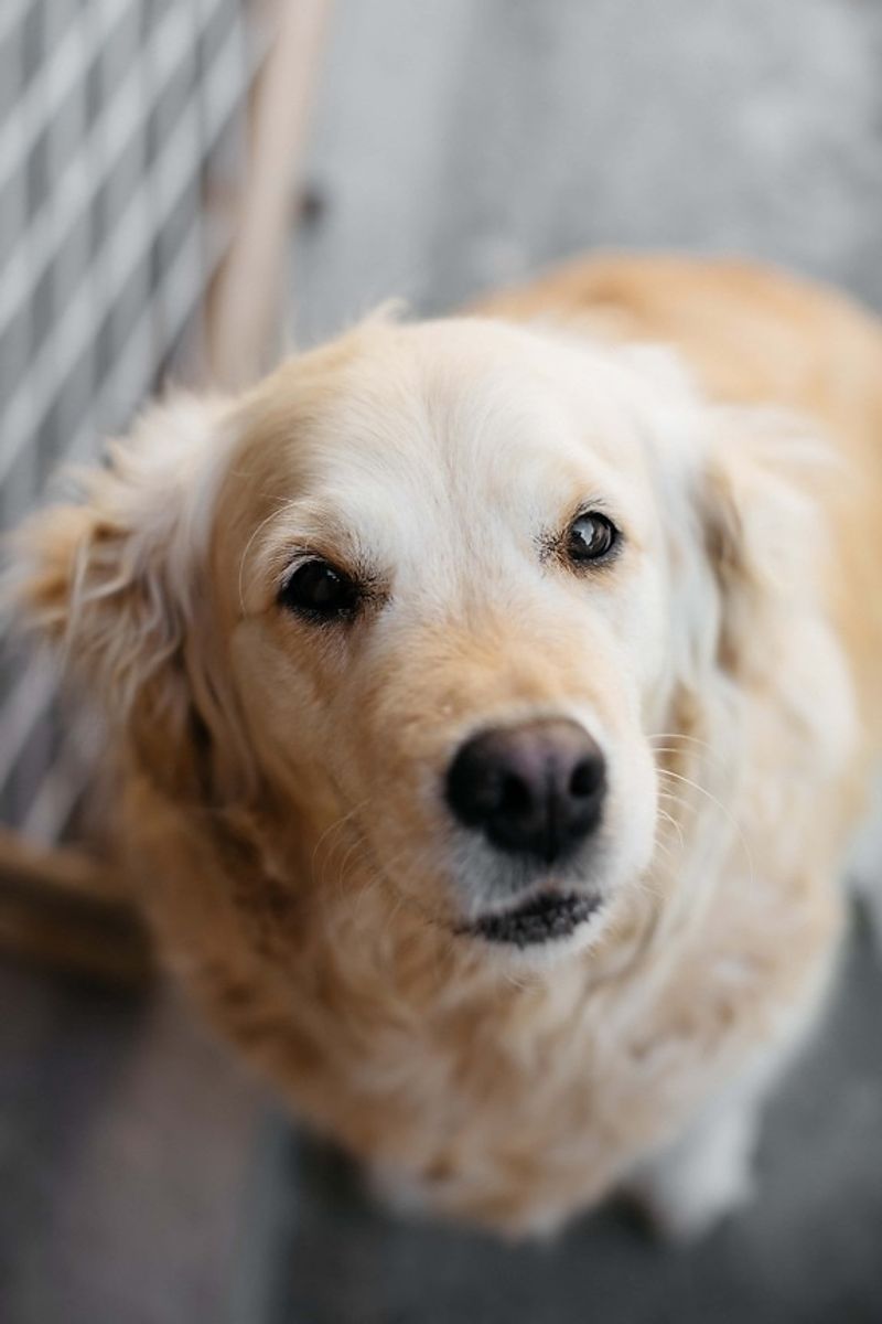 13 Dog Breeds That Handle Schedule Changes Poorly And How To Prepare Them 10 Golden Retriever