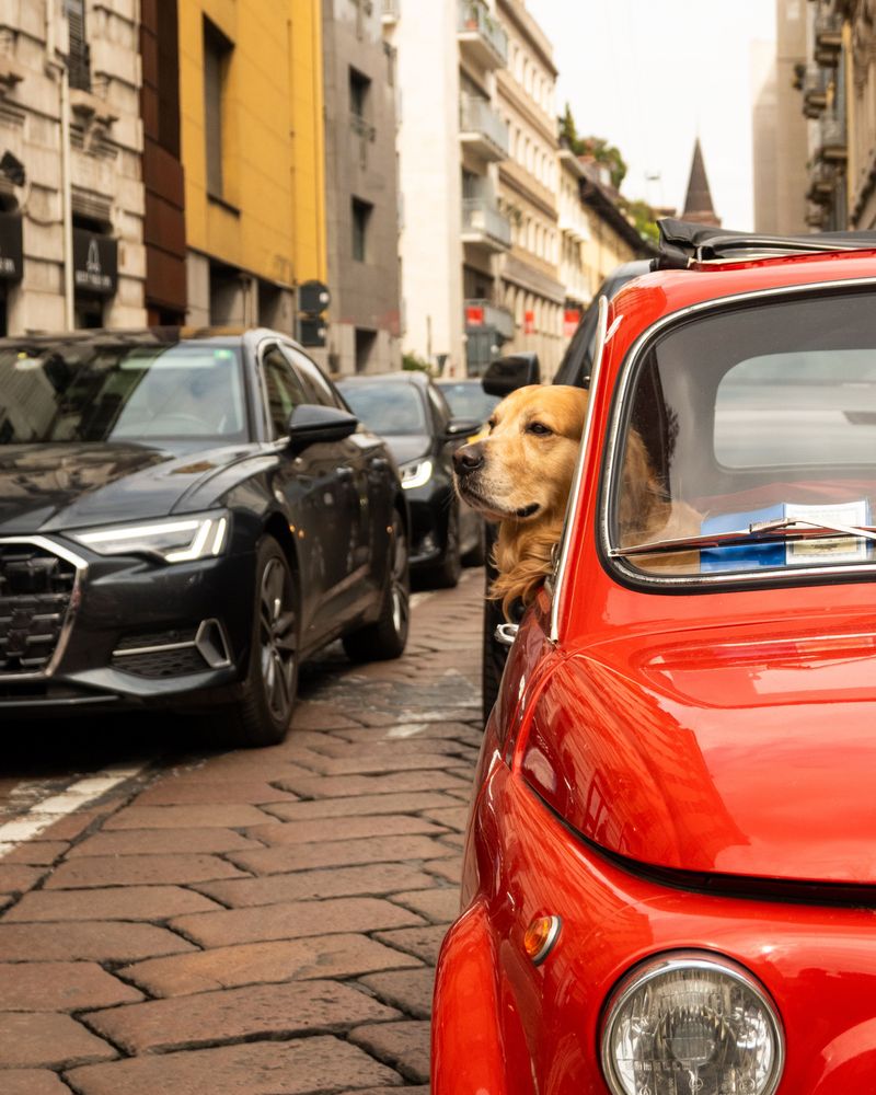 Your dog may dislike the car for reasons that are easier to fix than you think 11 Overwhelming sights and sounds