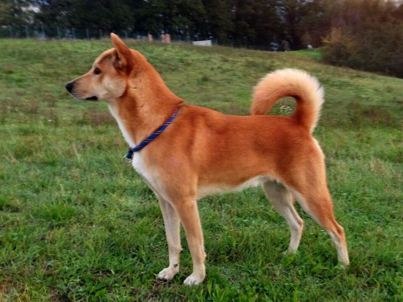 Canaan Dog