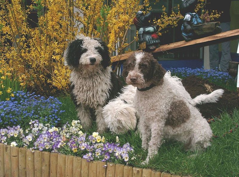 13 water-loving dog breeds that feel completely at home in lakes and oceans 7 Spanish Water Dog