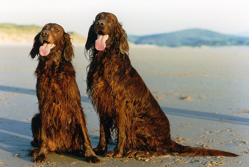 Living with these dog breeds can become more rewarding with every stage of life 9 Irish Setter