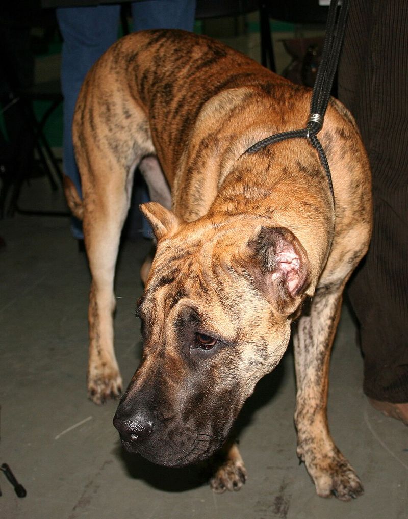12 powerhouse dog breeds that can overwhelm unprepared owners fast 6 Presa Canario