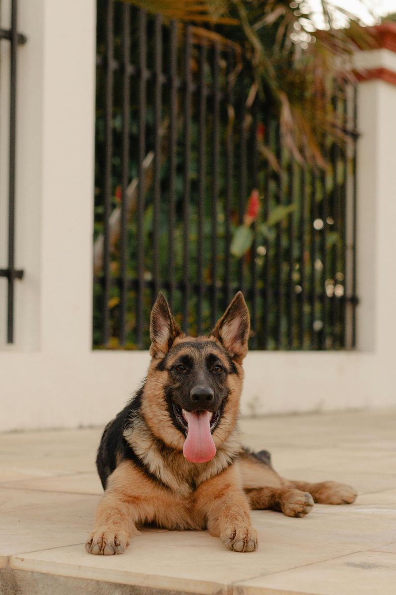 German Shepherd