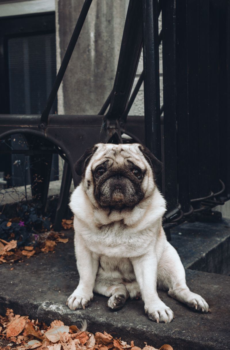 If you love spoiling your dog, these breeds will teach you the value of moderation 6 Pug