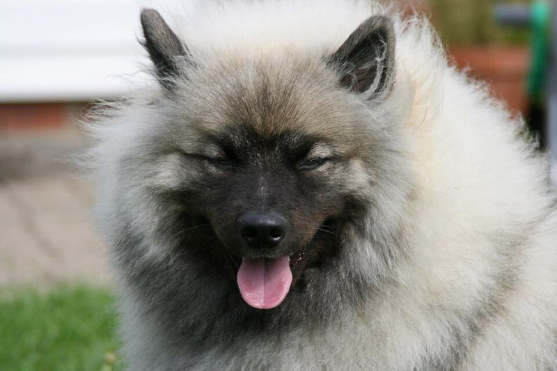 Keeshond