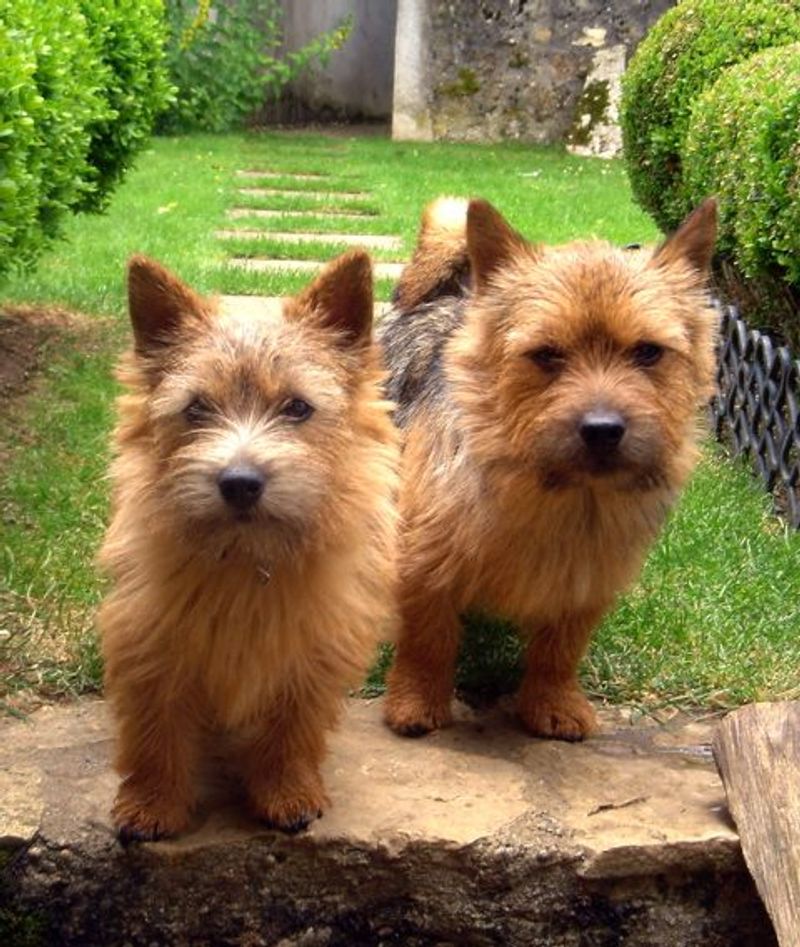 These 12 Breeds Are Getting Picked for “No Backyard” Life - But Not the Usual Ones 8 Norwich Terrier