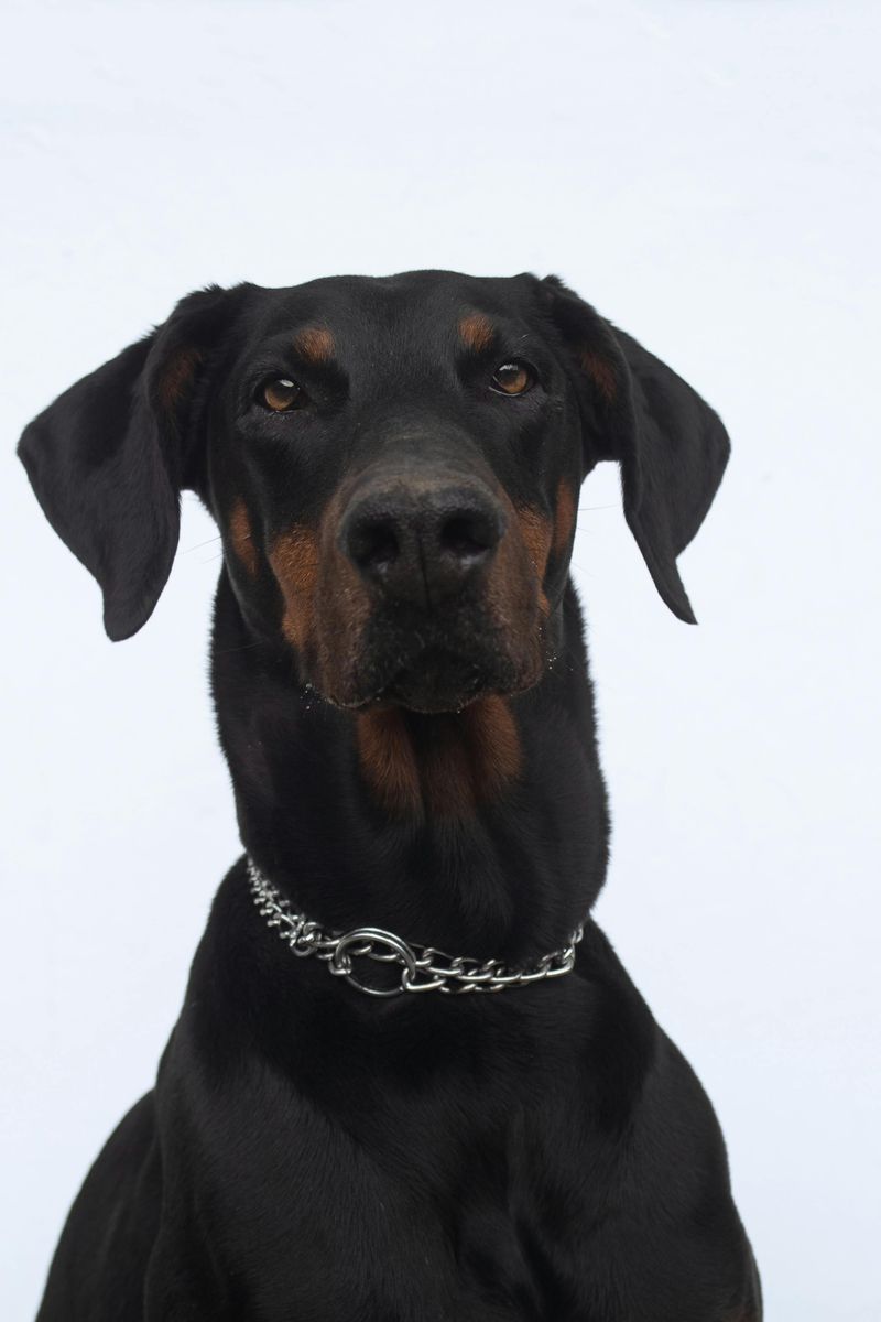 25 Dog Breeds That Command Respect Just by Their Presence 3 Doberman Pinscher
