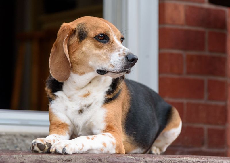 These 13 dog breeds would happily greet the mail carrier - These 2 would rather investigate first 4 Beagle