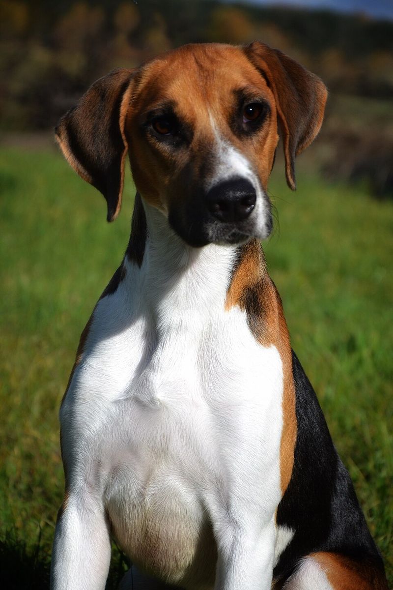These 12 dog breeds experience the world one smell at a time - plus 3 that rarely miss a clue 11 Harrier