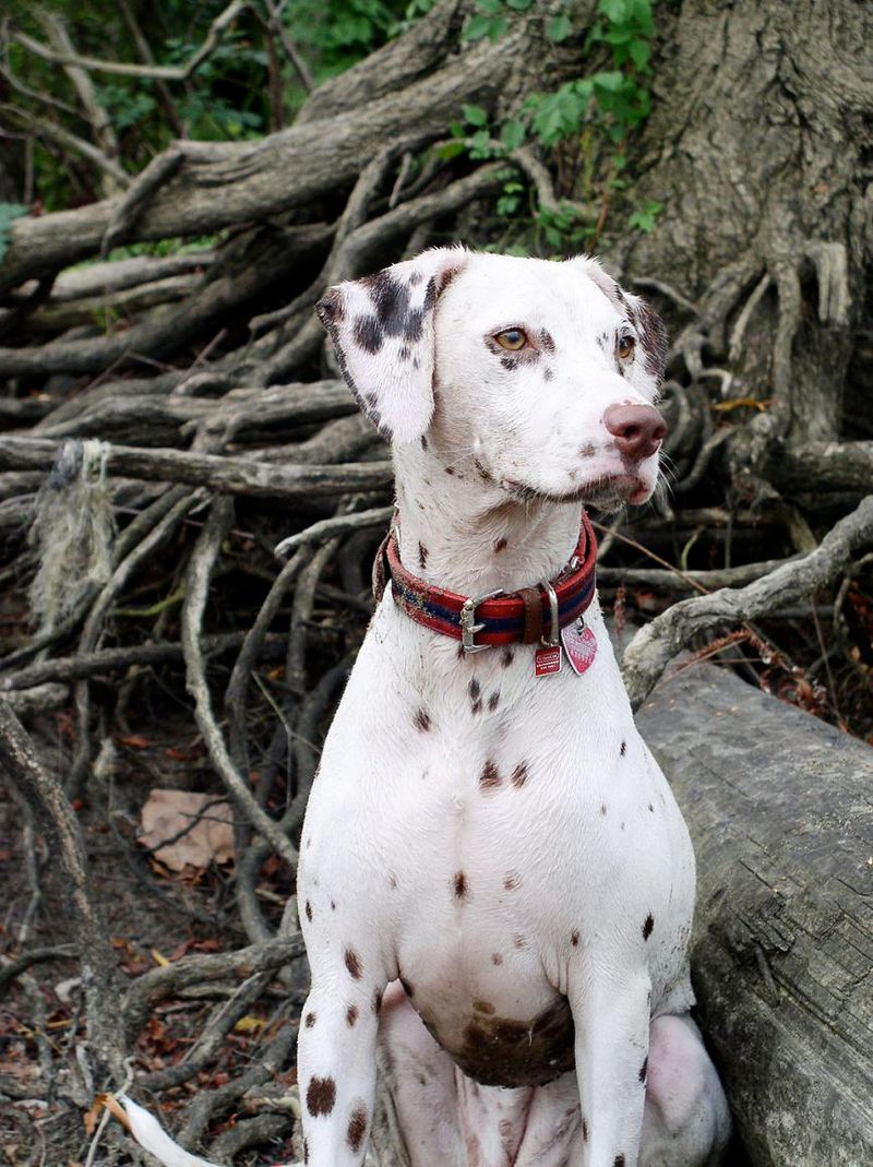 14 dog breeds that could be exactly what your family needs - even if you've never considered them before 11 Dalmatian