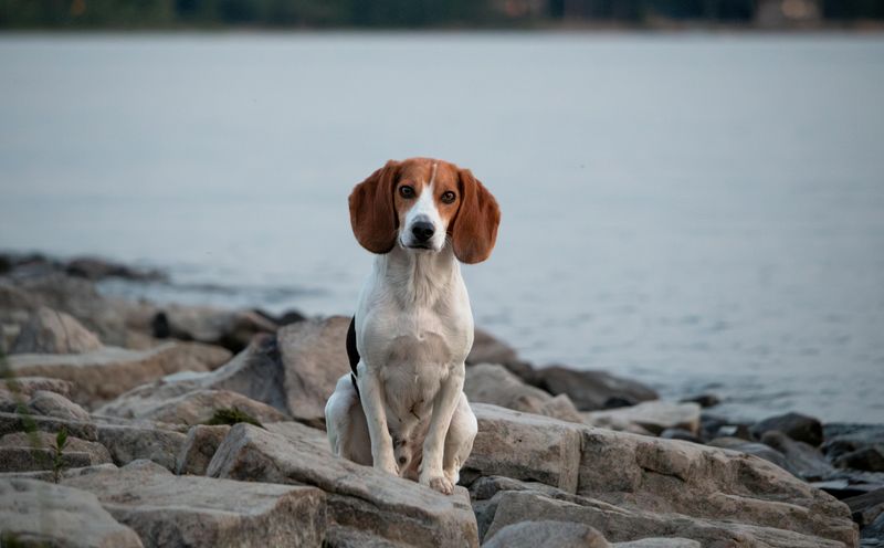 Beagle