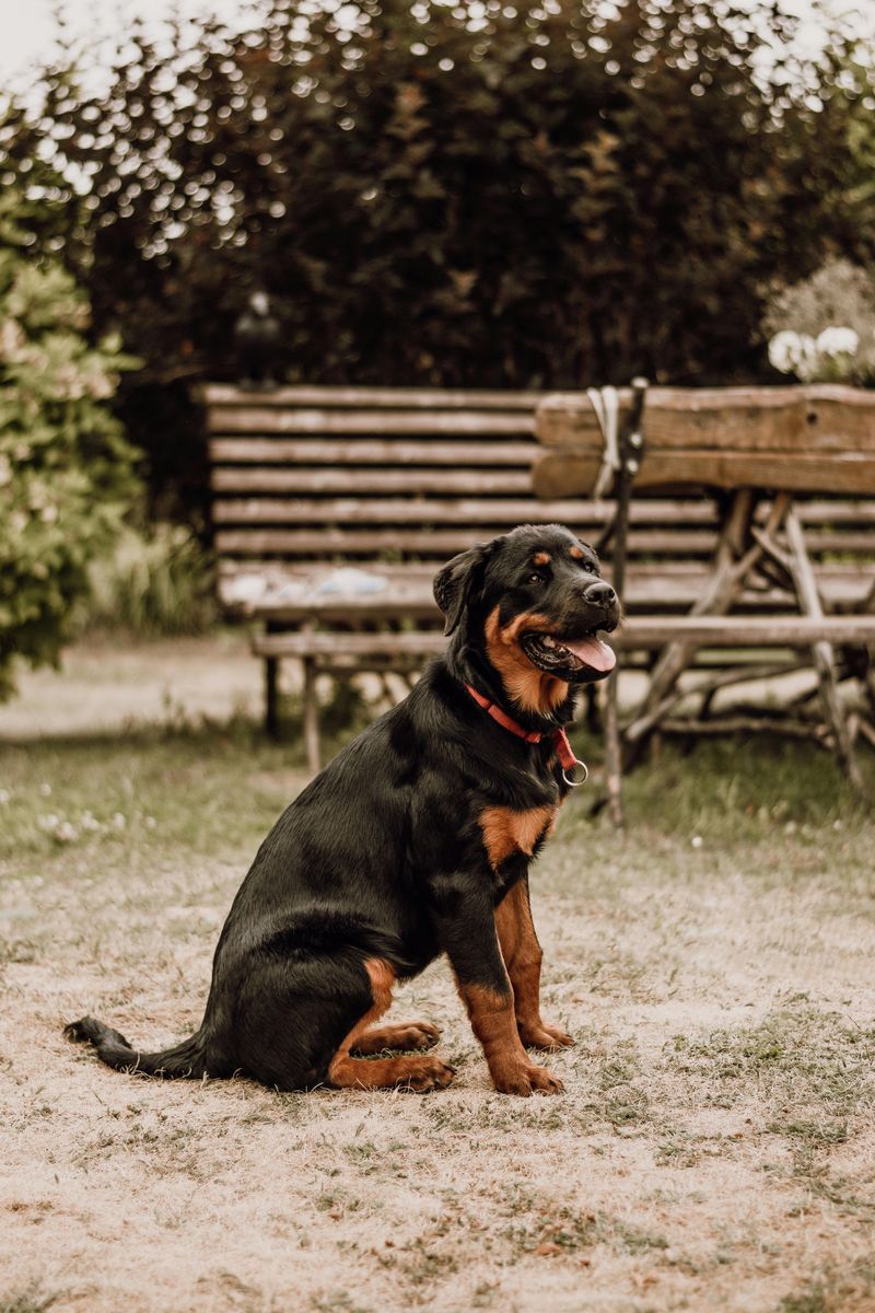 26 Dog Breeds Historically Associated with Strong Defensive Behavior 2 Rottweiler