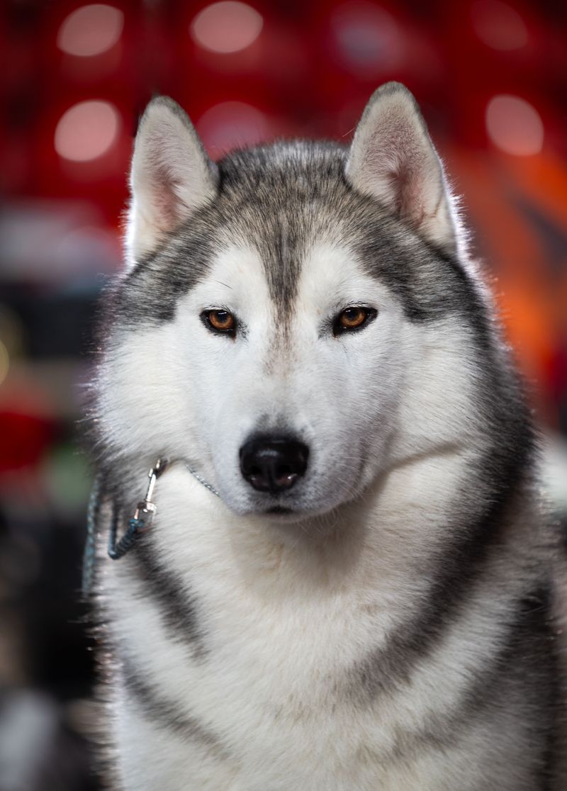 Siberian Husky