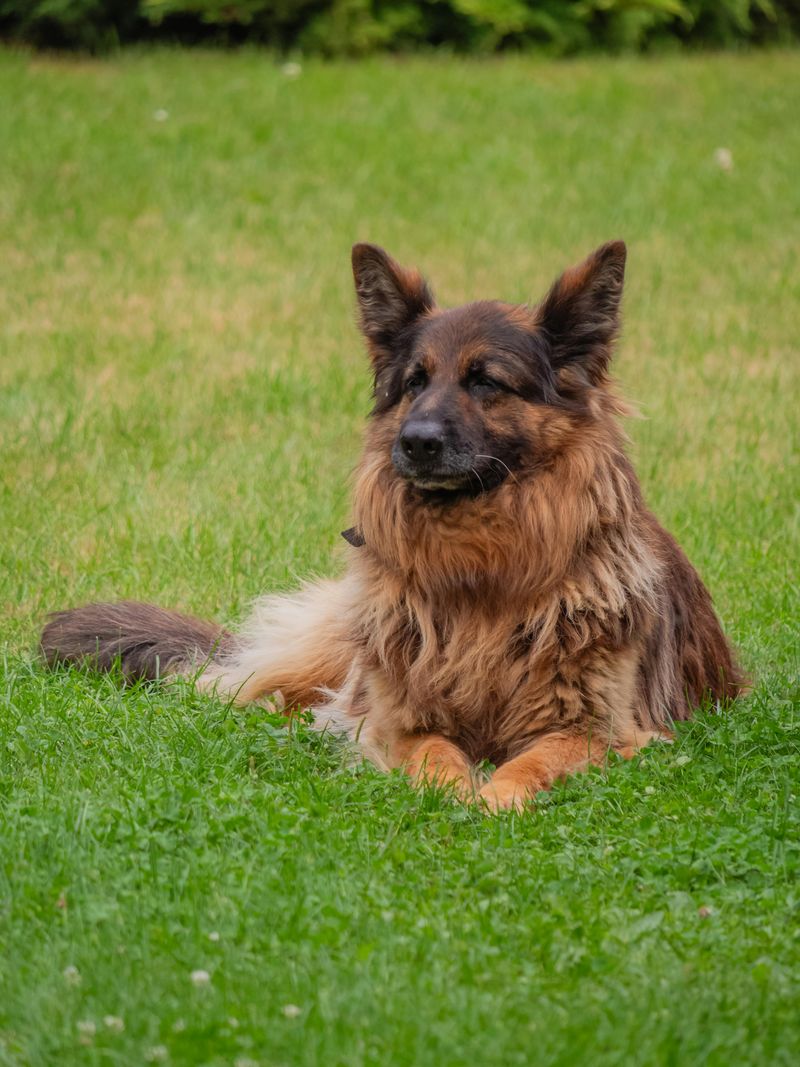 Defending their territory or loved ones